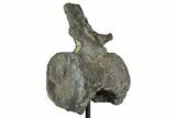 Sauropod (Barosaurus?) Caudal Vertebra w/ Metal Stand - Wyoming #356889-3